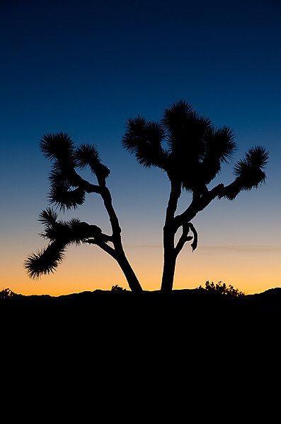 Joshua Tree at Sunset