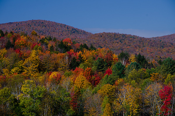 Fall Color Hillside