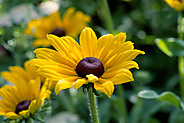 Yellow Flower