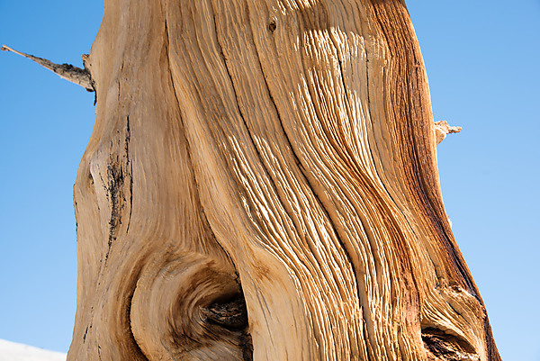 Bristlecone Pine Bark