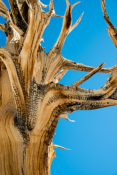 Burnt Bristlecone Pine