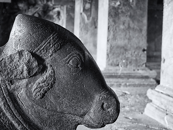 Nandi (bull)