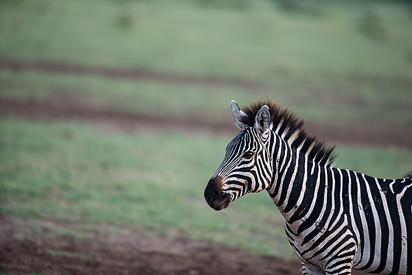 Zebra