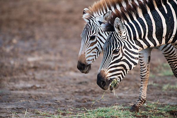 Pair of Zebras