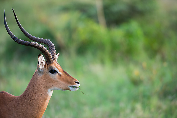 Impala