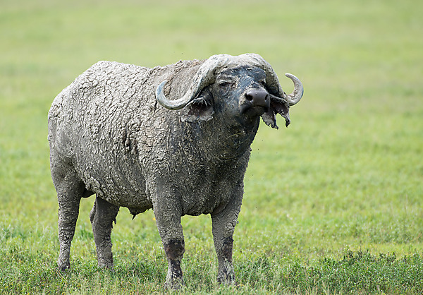 Cape Buffalo