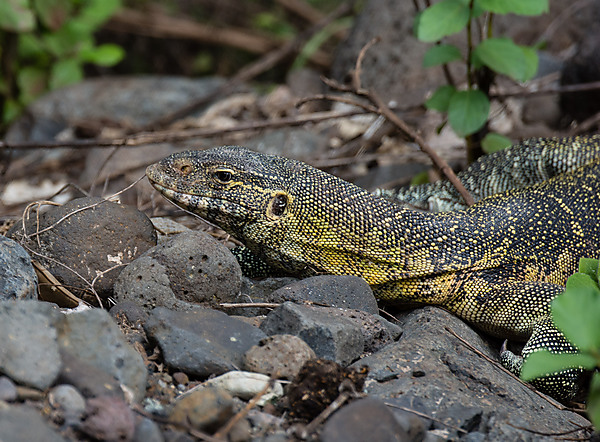 Monitor Lizard