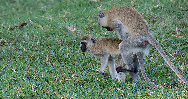 Vervet Monkeys Mating
