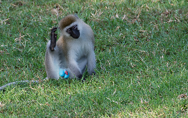 Vervet Monkey's Colorful Genitals