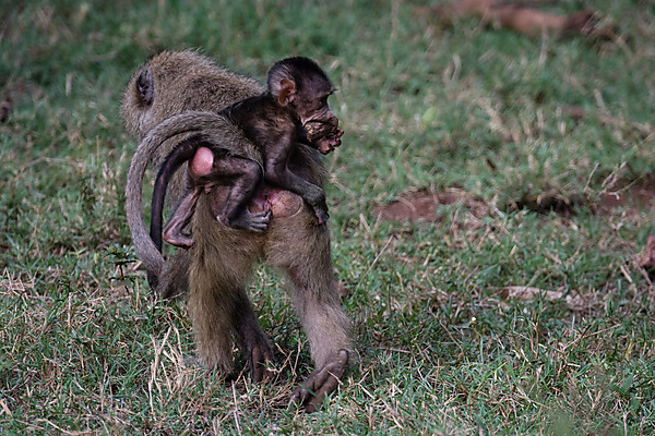 Baboon Mother and Baby