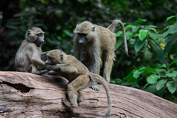 Group of Baboons