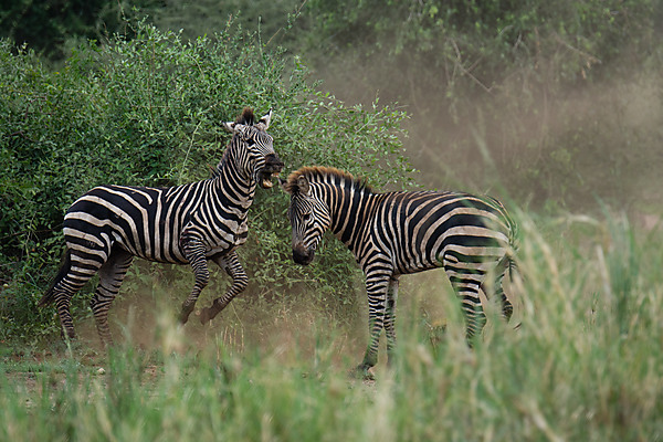 Zebras Fighting