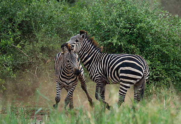 Zebras Fighting