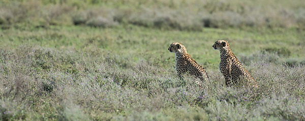 Pair of Cheetahs Scouting for Prey