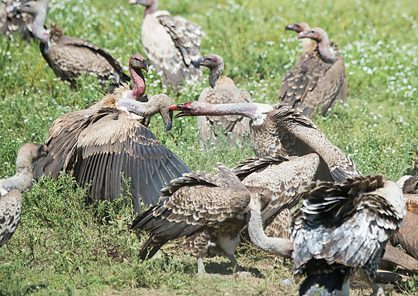 Vultures Fighting