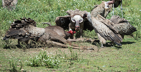 Vultures Eating Down Wildabeast