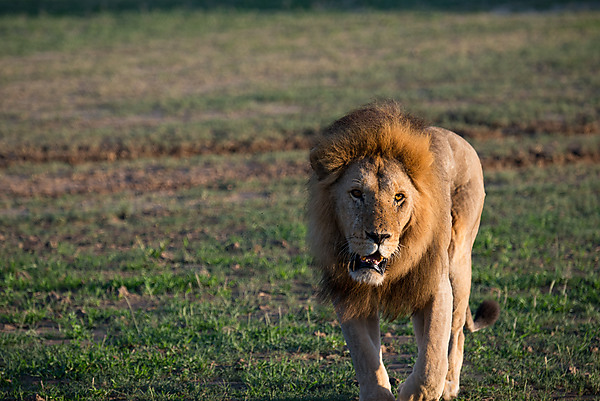Male Lion Walking