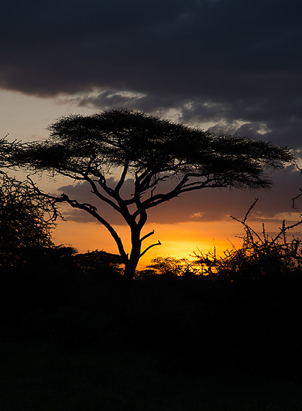 Acacia Tree at Sunset