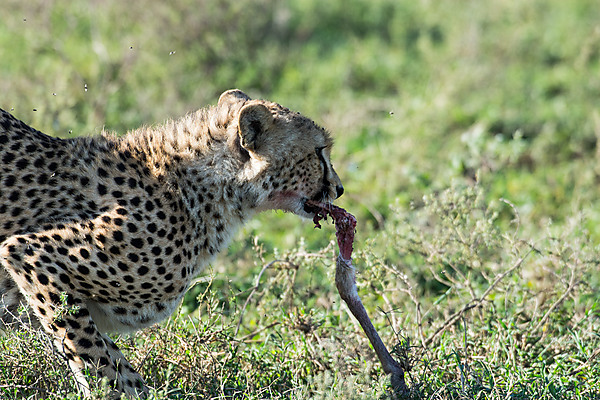 Cheetah with a piece of a kill