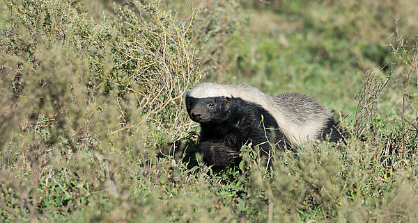 The Honey Badger Don't Care