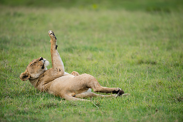 Female Lion