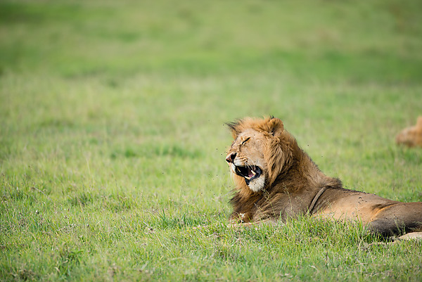 Male Lion