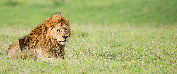 Male Lion