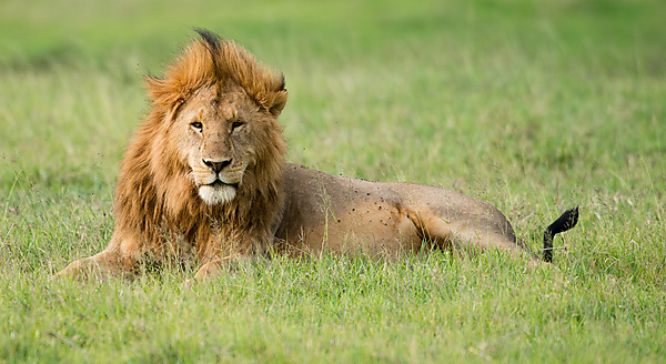 Male Lion