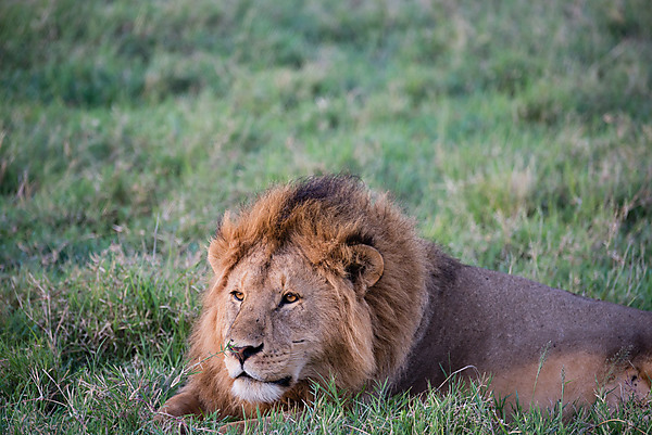 Male Lion