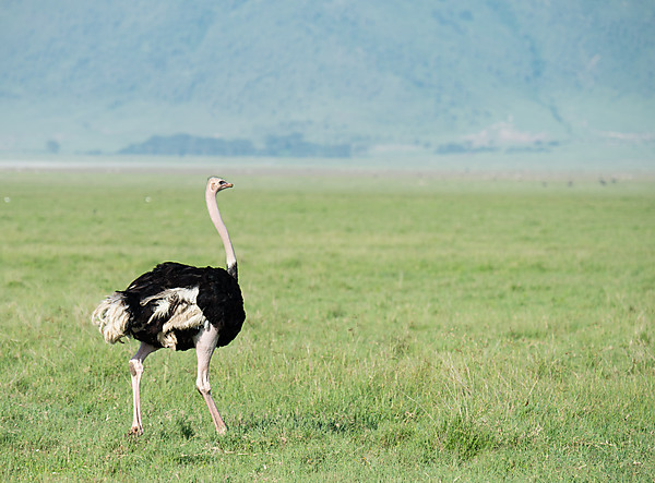 Ostrich