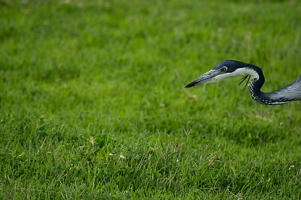 Blue Heron