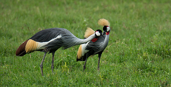 Pair of Crowned Cranes