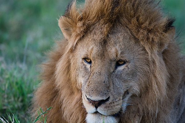 Male Lion Close Up