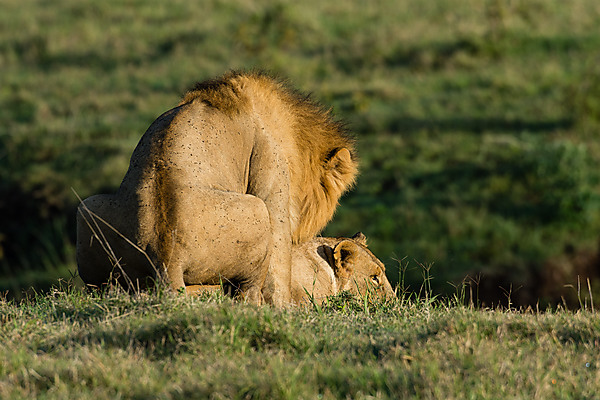 Lions Mating