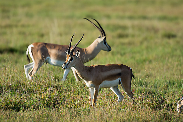 Gazelles