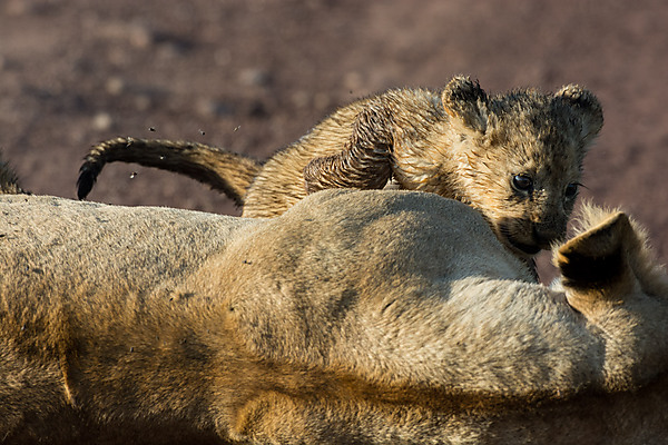 Lion Cub and Mother