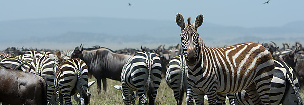 Zebras Fighting