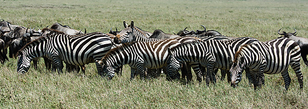 Zebras Fighting