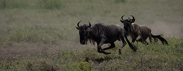 Wildebeests Running