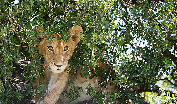 Juvenile Lion