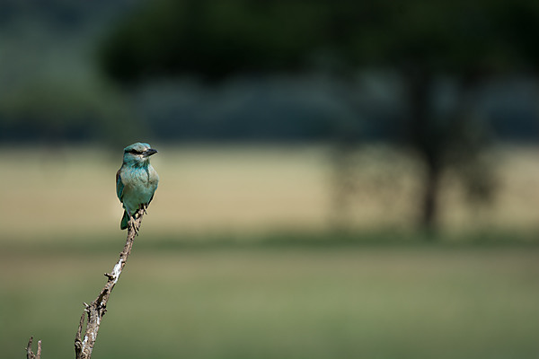 Teal Colored Bird