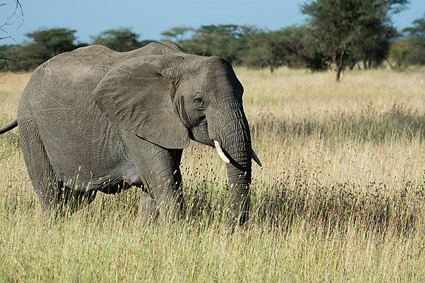 Elephant in the Grasslands