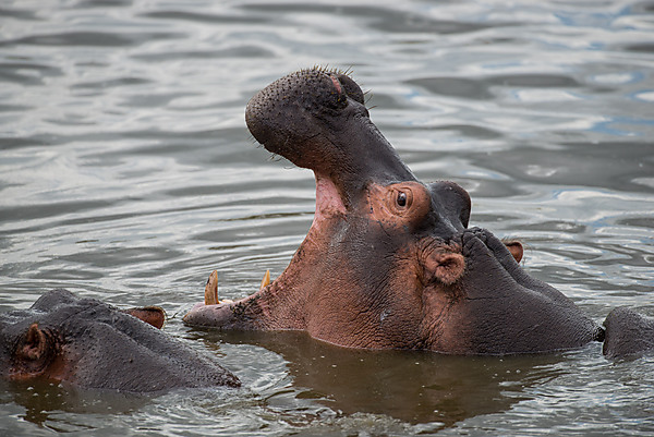 Hippo Yawning