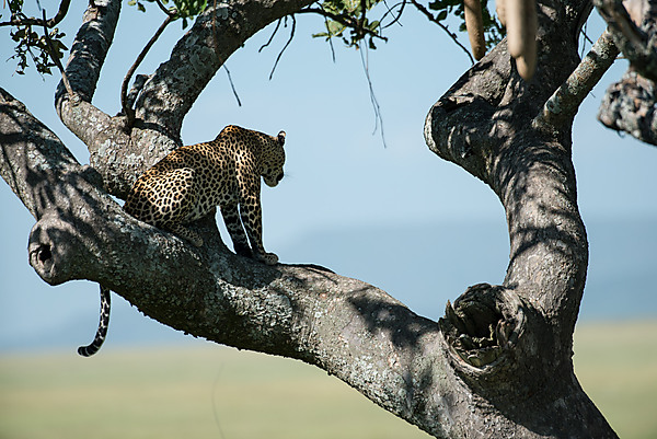 Leopard In Tree