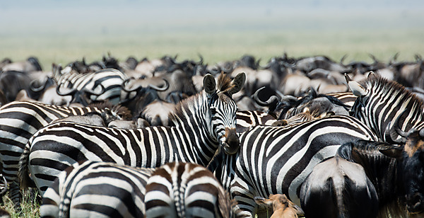 Zebras Migrating