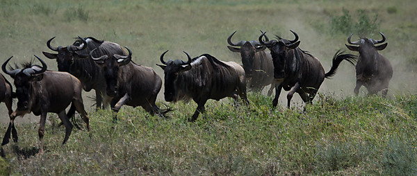 Wildabeasts On the Move, Part of the Great Migration