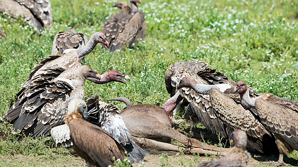 Vultures Fighting Over Carcass