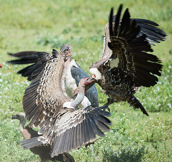 Vultures Fighting Over Carcass