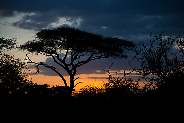 Acacia Tree at Sunset