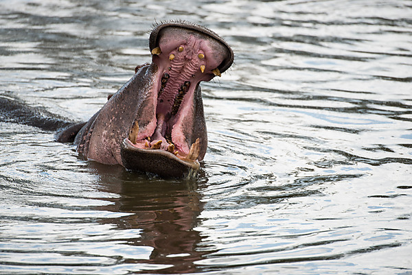 Hippo Yawning